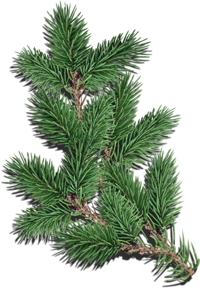 Pine branch